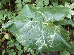Phytomyza lappae