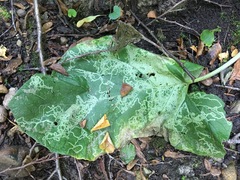Phytomyza lappae