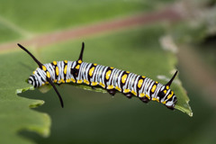 Danaus chrysippus