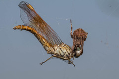 Araneae
