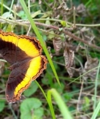 Eurytela dryope