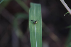 Pseudoanthidium rotundiventre