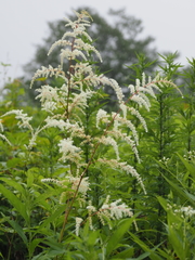Astilbe rubra
