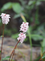 Bistorta hayachinensis