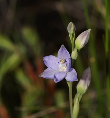 Thelymitra juncifolia