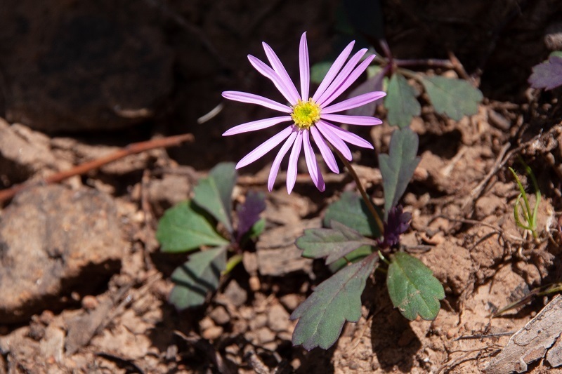 Pilliga daisy