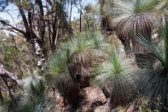 Xanthorrhoea glauca