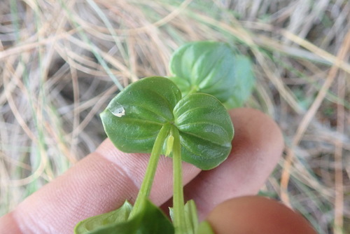 Image of Sebaea macrophylla by no rights reserved