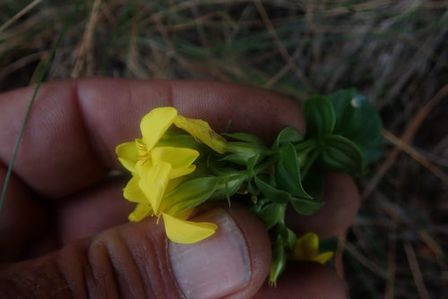Image of Sebaea macrophylla by no rights reserved