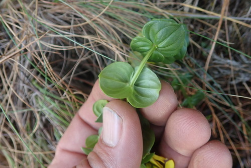 Image of Sebaea macrophylla by no rights reserved