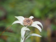 Leontopodium hayachinense
