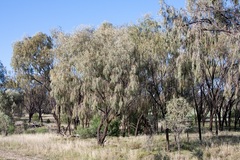 Acacia pendula