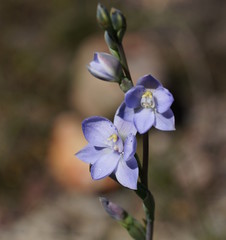 Thelymitra juncifolia