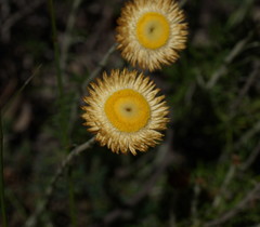 Chrysocephalum baxteri
