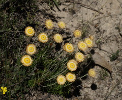 Chrysocephalum baxteri