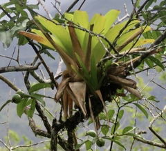 Werauhia