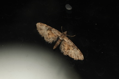 Eupithecia coloradensis