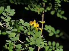 Colutea arborescens