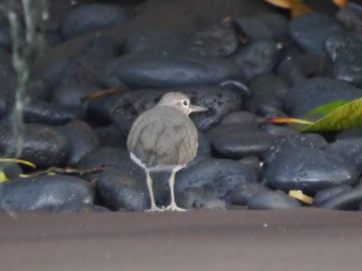Common Sandpiper