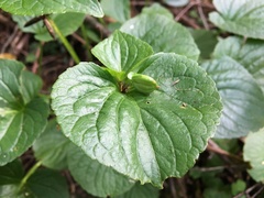 Viola mirabilis