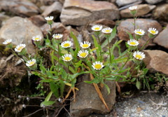 Erigeron morrisonensis