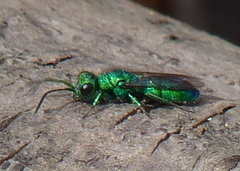 Chrysura