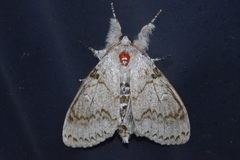 Calliteara lunulata