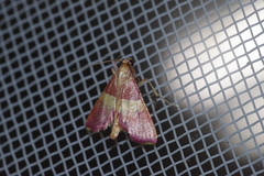 Endotricha olivacealis