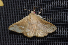 Canaea ryukyuensis