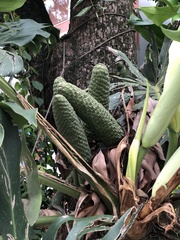Monstera deliciosa