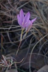 Hesperantha baurii