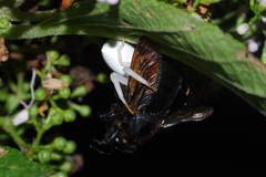 Thomisus okinawensis