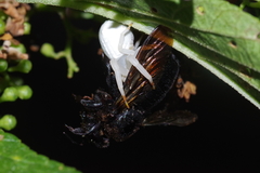 Thomisus okinawensis