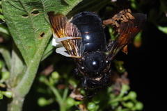 Thomisus okinawensis