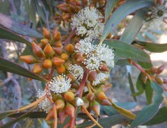 Eucalyptus diversifolia