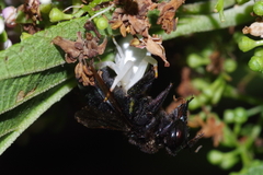 Thomisus okinawensis