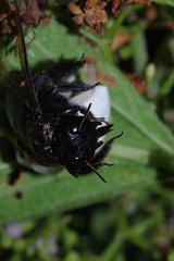 Thomisus okinawensis