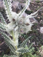Cirsium scopulorum