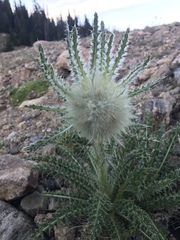 Cirsium scopulorum