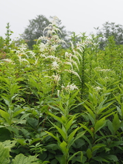 Astilbe rubra