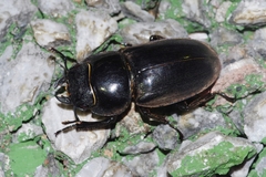 Serrognathus titanus okinawanus