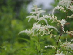 Astilbe rubra