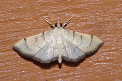 Omiodes decisalis