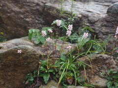 Bistorta hayachinensis