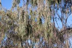 Acacia pendula