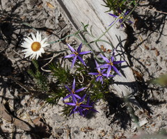 Calectasia intermedia
