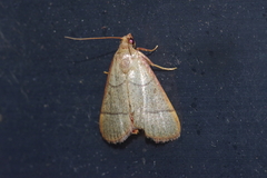 Orthopygia repetita
