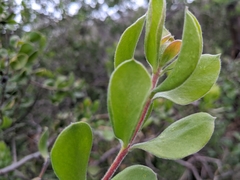 Persoonia rigida