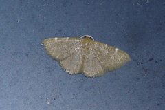 Enispa bimaculata