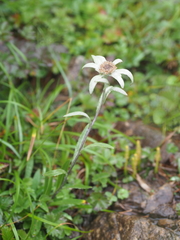 Leontopodium hayachinense